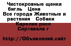 Чистокровные щенки бигль › Цена ­ 15 000 - Все города Животные и растения » Собаки   . Карелия респ.,Сортавала г.